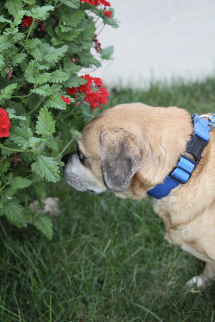 ADDA1139-5FAB-4C9F-8489-D49A1462B79A(1) ADDA1139-5FAB-4C9F-8489-D49A1462B79A(1)